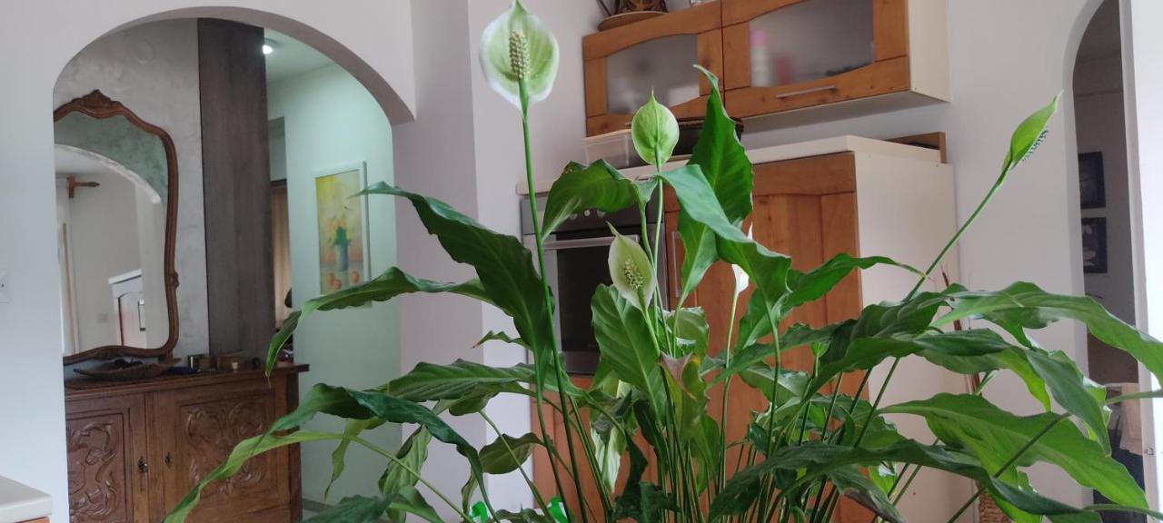 קוטור Apartment Oaza מראה חיצוני תמונה